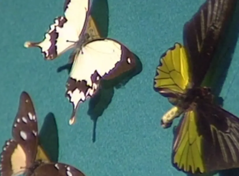 Three butterflies lying on a blue board