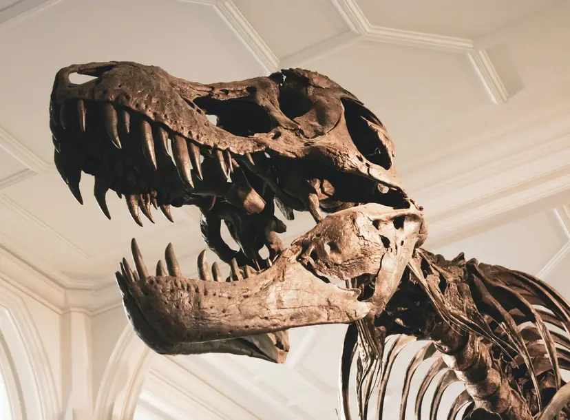 T-Rex skeleton at Manchester Museum