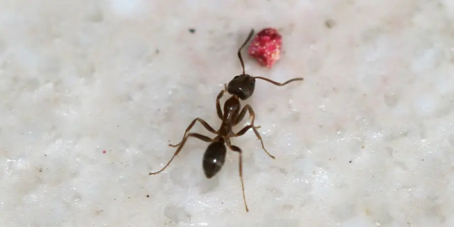An argentine ant on a white surface