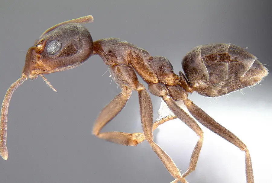 Argentine ant close-up