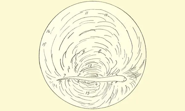 Faraday's sketch of a knifefish, from his 1838 diaries.