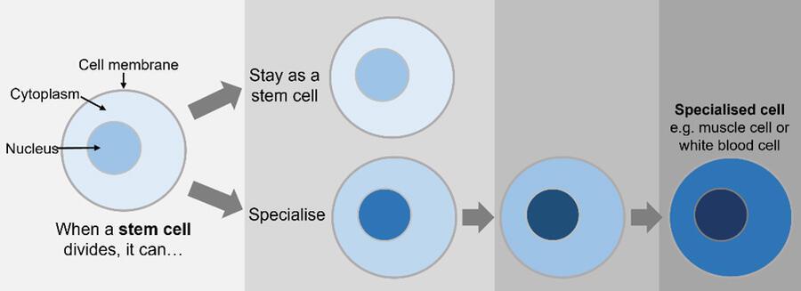 embryonic stem cell diagram