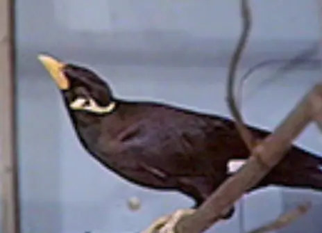 A small black bird on a branch