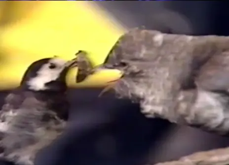 a baby bird being fed by a larger bird