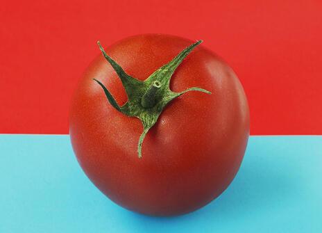 A round red tomato placed on a background that's half red, half blue