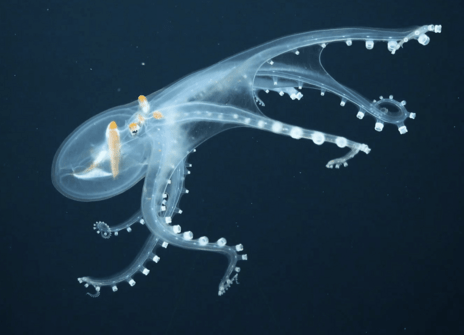 A glass octopus