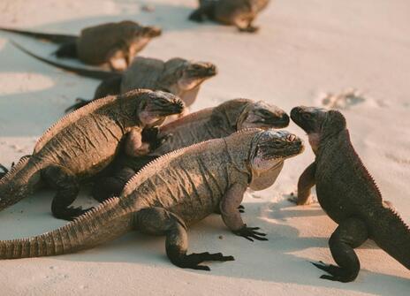 A group of lizards sit on the sand