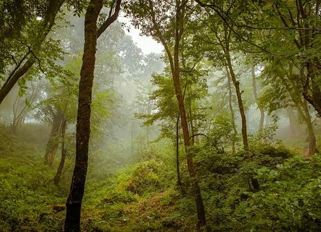 multiple trees in a tropical environment