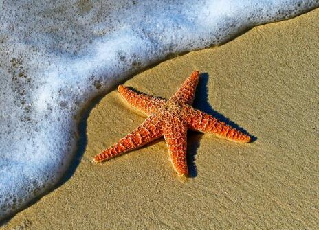 an orange starfish is next to a wave on a beach.