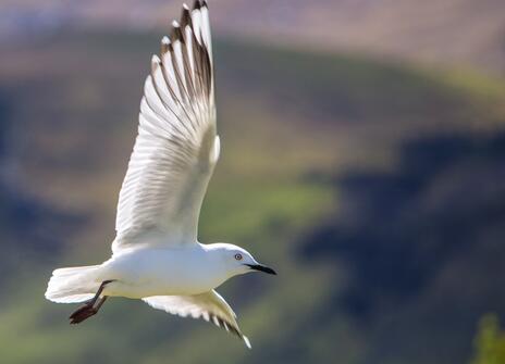 a bird flies through the sky